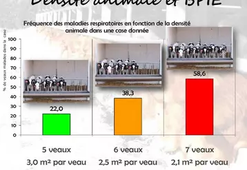 La densité animale est un facteur de risque pour les bronchopneumonies infectieuses enzootiques (BPIE). Comme le montre cette expérimentation, lorsque l’on se situe à la limite des recommandations, l’augmentation de la densité, même faible, provoque un fort impact sur la fréquence des maladies respiratoires, d’où l’importance de connaître les normes et de les respecter.