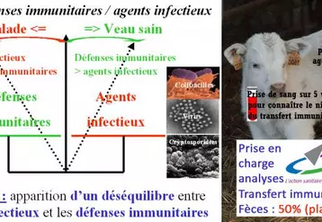 Les cryptosporidies sont des parasites présents dans tous les élevages. Seules les insuffisances immunitaires et/ou les facteurs favorisants de contamination permettent leur développement entraînant des signes cliniques sur les animaux, d’où la nécessité d’investiguer alors systématiquement et correctement les deux plateaux (identification des agents infectieux et connaissance du capital immunitaire) pour mettre en place un plan de lutte et de prévention efficace et durable. GDS ...