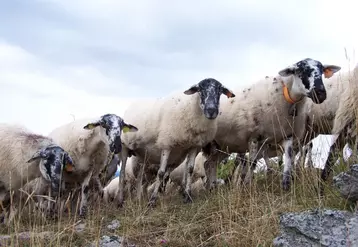 La rava, est l'une des six races rustiques gérées par l'organisme de sélection races ovines des Massifs. Elle a colonisé, depuis de nombreuses années, la chaîne des Puys.