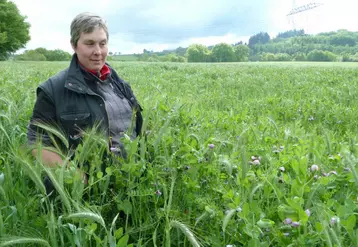 À Boussac-Bourg, chaque année l'EARL SABARLY utilise du méteil d'hiver immature pour complémenter les jeunes reproducteurs Limousins.