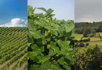 Les trois régions présentent une véritable complémentarité entre vignobles, cultures, élevage et forêt.