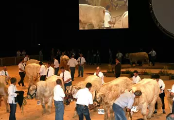 Comme en 2010, lors de leur venue au Sommet de l’élevage, les charolaises fouleront la scène du Zénith.