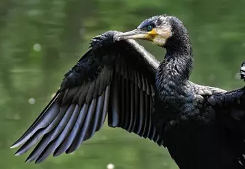 Les grands cormorans occasionnent de gros dégâts en pisciculture.