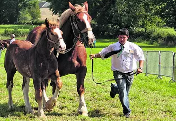 Malgré une situation difficile pour l'élevage de chevaux de trait (déclin des populations en Creuse : passage de 1500 juments en 2008 à 500 aujourd'hui), les participants à la section équine ont exprimé unanimement leur volonté de maintenir le contrôle MCE et AVE des étalons. Le maintien d'une situation sanitaire favorable avec un système pragmatique et peu coûteux s'avère encore plus nécessaire dans ce contexte. La prochaine journée de présentation des étalons de trait se ...