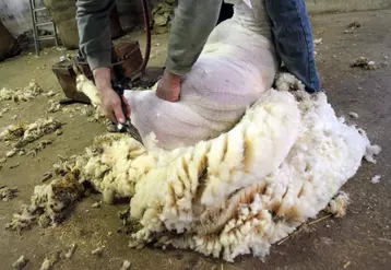 En Auvergne-Rhône-Alpes, plus de 14 000 tonnes de laine dormiraient ainsi dans les élevages.