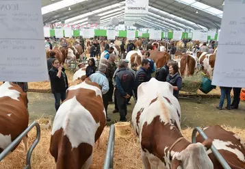 Le pôle laitier prend chaque année davantage d’envergure à Cournon. Cette année, à découvrir sur le ring un concours européen de la race simmental.