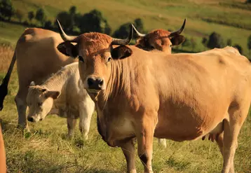 Animaux Fin Gras du Mézenc au pâturage.