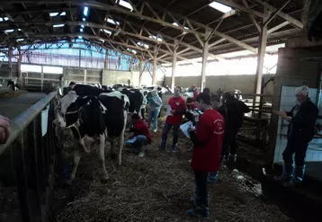 Pour juger un animal, il faut, outre une bonne connaissance de la race, de la patience et de la concentration.