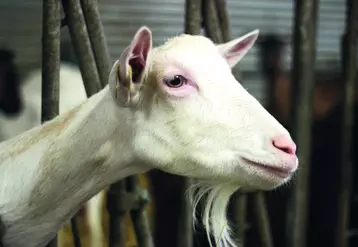 Dans la région, les éleveurs caprins fromagers possèdent, en moyenne, 65 chèvres, et les livreurs 180 chèvres.