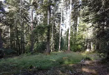 Forêt de résineux Haute-Loire