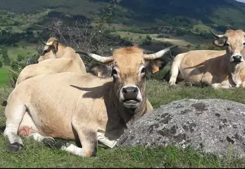 Vaches aubracs couchées dans un prés