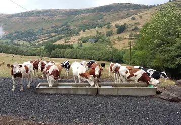 Vaches à l'abreuvoir