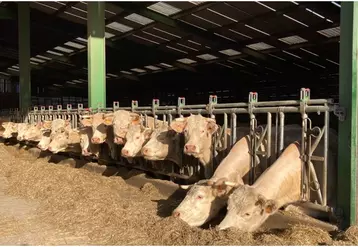 Bovins devant fourrage