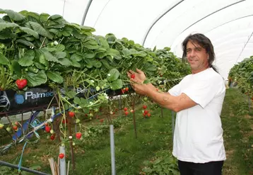 Pascal Fournel dans l’un de ses jardins suspendus de fraises.