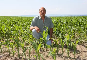Alain Romeyer dans l’une de ses parcelles de maïs.