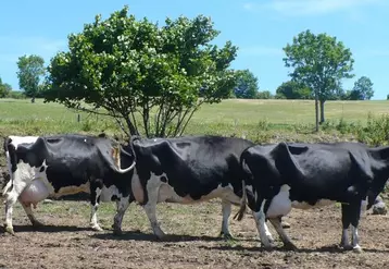 Noisette, Racine, Magie : 234 204 kg au total pour ces 3 vaches très bien conservées