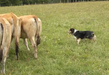 Un chien bien dressé, des ordres bien formulés… et le travail est bien fait.