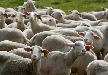 Selon les types de conduites d’élevage, les prix de revient des agneaux sont très différents.