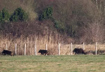 Pour les agriculteurs du secteur, cette découverte confirme les suspicions de lâchers clandestins de sangliers.