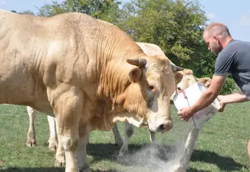 Les fabrications d’aliments pour les bovins viande se stabilisent.