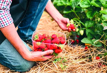 Main d'oeuvre sur culture de fruits rouges.