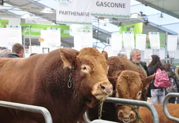 La race Limousine est à l’honneur cette année à travers le National Limousin.