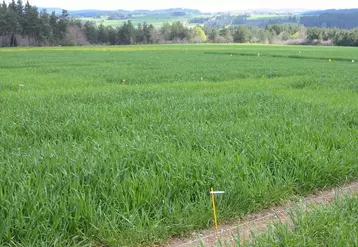 Prenez connaissance des résultats d’essais en vous connectant 
sur le site internet de la Chambre d’Agriculture.