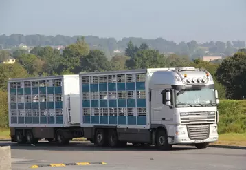 Selon le réglement européen, «nul ne transporte ou ne fait transporter des animaux dans des conditions telles qu’ils risquent d’être blessés ou de subir des souffrances inutiles».