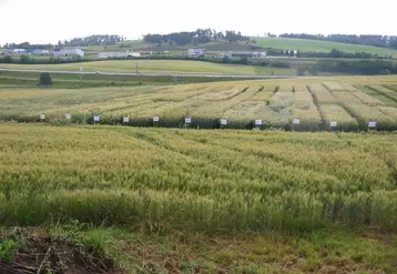 En 2009, les expérimentations étaient situées à St Flour dans le Cantal (photo) et Valprivas en Haute-Loire.