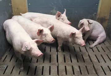 Le projet est un élevage de porcs, en post sevrage et engraissement.