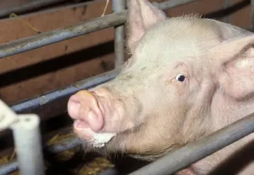 La section porine et la Chambre d’Agriculture ont demandé que l’ensemble des directives nationales concernant les installations classées soient appliquées en Haute-Loire, au même titre qu’au niveau national.