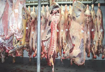 Abattoir carcassses