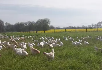 La Haute-Loire compte entre 110 et 130 élevages de volailles labellisés. Sur cette photo, les poulets de Claire Souveton qui n’ont désormais plus le droit de gambader dans l’herbe !