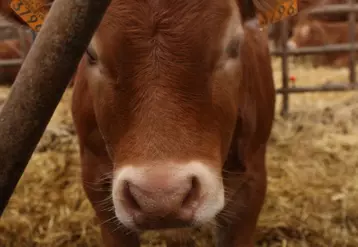 Veau Limousin