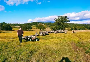 Les éleveurs constatent un regain d'activité chez les vautours et les corbeaux autour des exploitations. Ici Cédric Lin avec son troupeau de Bizet.