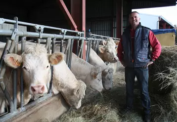 Pierre Chapuis éleveur à Arsac en Velay, engagé dans la démarche "Boeuf de Haute-Loire", devant ses charolaises, 