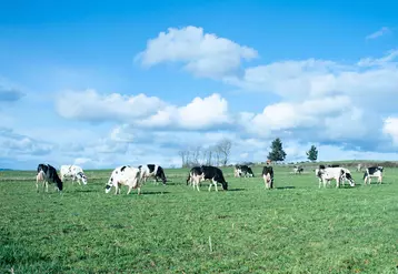 Troupeau Prim'Holstein à la pâture de Mathieu Cornayre