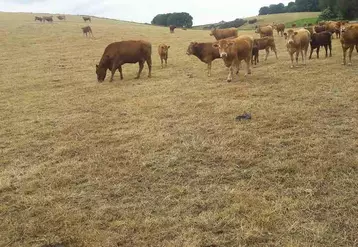 Vaches allaitantes sur prairie sèche.