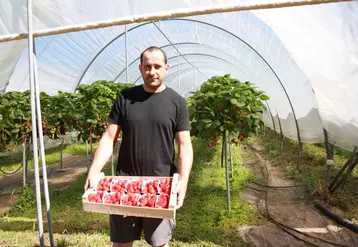 Jacques Jouve devant ses tunnels de fraises en jardins suspendus.