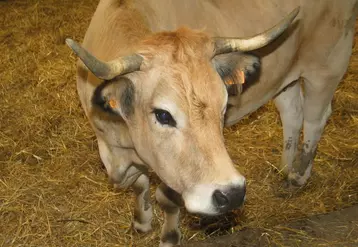 Michel Barnier a déclaré qu'il ne laisserait pas tomber la viande bovine.