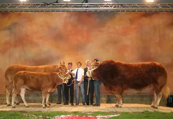 200 éleveurs et 420 animaux en concours pour la race Limousine
