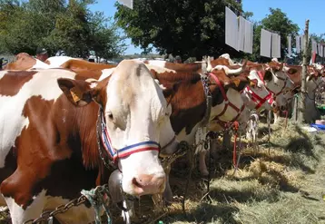 Le concours Montbéliard a réuni une belle brochette de vaches issues de 11 élevages.