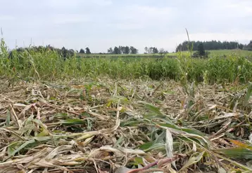 Dégâts sur champ de maïs.