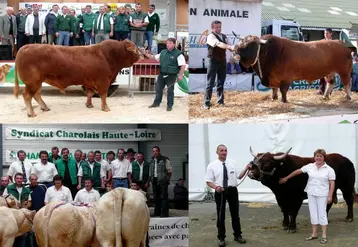 Les races Aubrac, Charolaise, Limousine et Salers organiseront chacune leur concours.