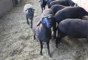 Sur les trois exploitations des agnelles de ce printemps sont disponibles à la vente.