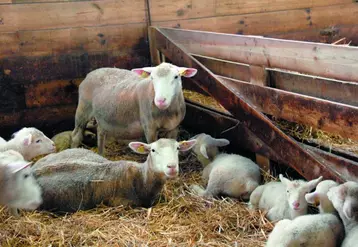 Des marges de progrès existent pour maîtriser la mortalité des agneaux.