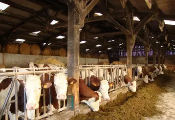 Le traitement ciblé de rentrée permet d’optimiser la production des vaches durant la période de stabulation.