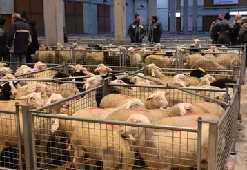 Lot d'agneaux à la vente au marché couvert de Saugues.