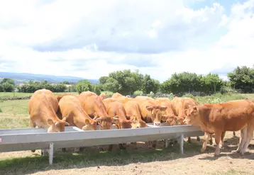 Bovins qui boivent à la pâture.