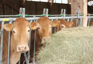 Génisses limousines mangeant du foin au cornadis.